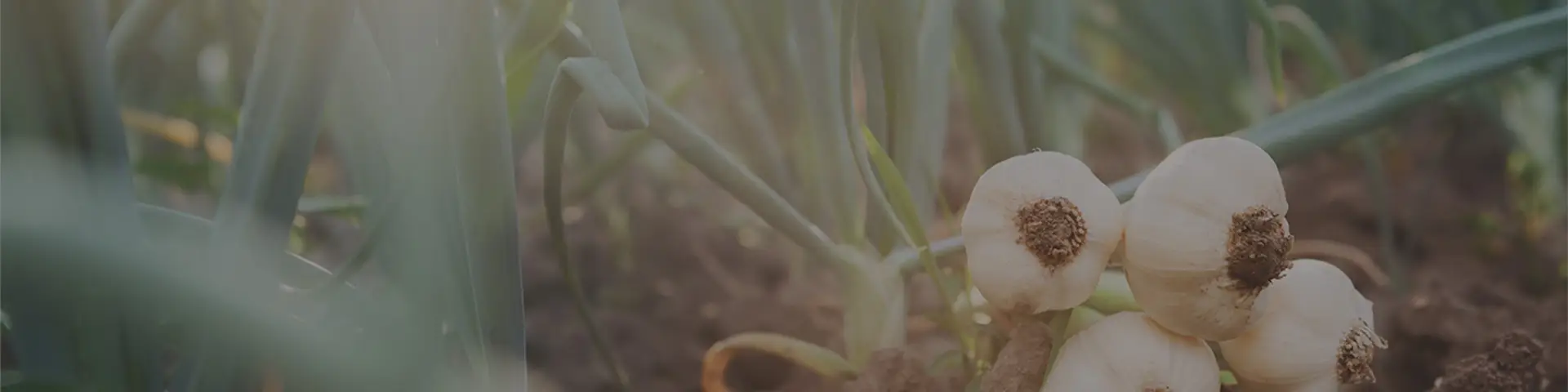 Sarımsak ile Saç Bakımı Nasıl Yapılır?